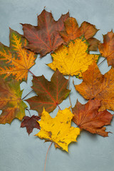 Naklejka na ściany i meble Colorful maple leaves on blue background. Autumn composition. Postcard. Decor