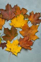 Naklejka na ściany i meble Colorful maple leaves on blue background. Autumn composition. Postcard. Decor