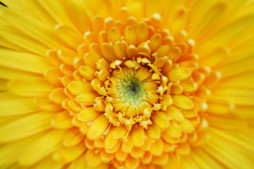 close up yellow gerbera flower detail with pollen nature background