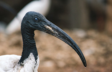 Obraz premium African sacred ibis long billed bird