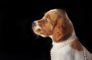 Portrait close-up of puppy setter with string of pearls around his neck on black background....