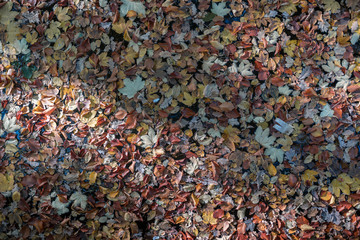 Multicolored leaves swimming on water in a lake in autumn.