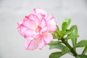 Fototapeta premium floral background close up of tropical flower pink adenium desert rose