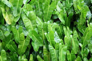 close up tropical nature green leaf texture background