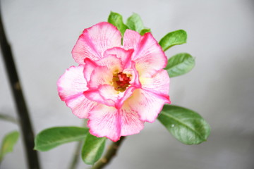 floral background close up of tropical flower pink adenium desert rose