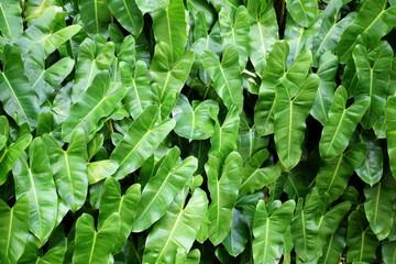 Fototapeta na wymiar close up tropical nature green leaf texture background