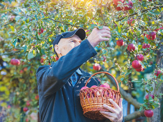 Elderly man harvesting apples in the orchard