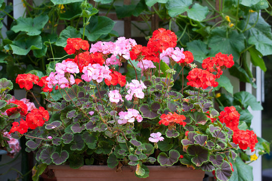 Red and Pink Geranium Plants in Long plant trough