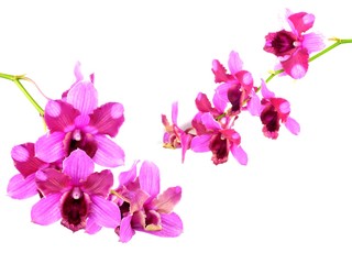 Obraz na płótnie Canvas pink orchids flower bouquet isolated on white background