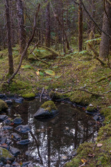 Trail in the forest   near Mendenhall glacier,  Juneau Alaska