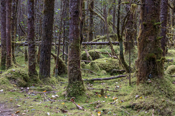 Trail in the forest   near Mendenhall glacier,  Juneau Alaska