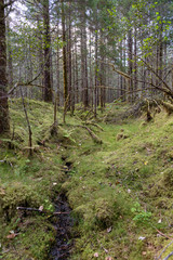 Trail in the forest   near Mendenhall glacier,  Juneau Alaska