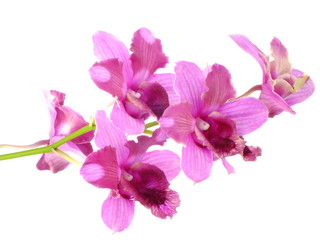 Naklejka na ściany i meble pink orchids flower bouquet isolated on white background