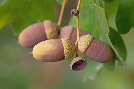 Früchte der Stieleiche, Quercus robur L.
