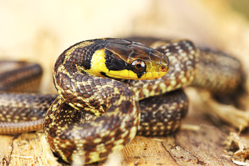aesculapian snake on wooden stump