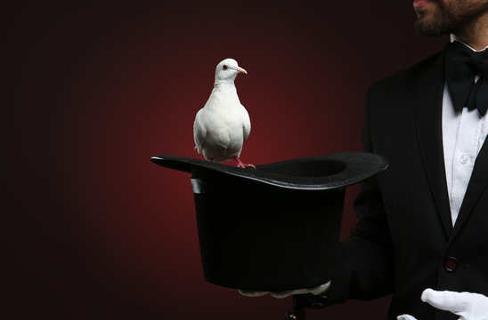 Male magician showing tricks with hat and white pigeon on dark background