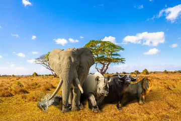 African Big Five: Leopard, Elephant, Black Rhino, Buffalo and Lion in savannah landscape. Africa safari scene with wild animals. Copy space with blue sky. Wildlife background.