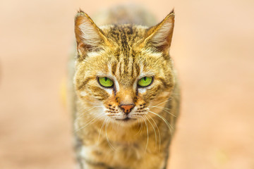 Closeup of African Wild Cat, Felis libyca. Front view of face on blurred background. Wild feline in nature habitat, South Africa.