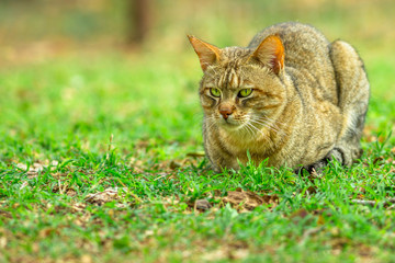 Naklejka na ściany i meble African Wild Cat, Felis libyca, standing in green grassland. Wild feline in nature habitat outdoor in South Africa. Copy space.
