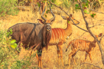 The Greater kudu, a species of antelope in the bushland, dry season, in Kruger National Park, South Africa. Family of Kudus standing: male, female and beby. Side view at sunset light.