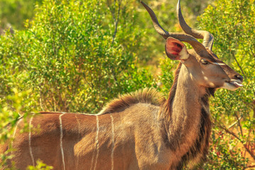 Male Greater kudu, a species of antelope in the bushland, Kruger National Park, South Africa. Closeup of side view. Game drive safari.