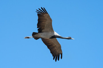 Demoiselle crane flying in the sky 