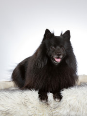 Mittelspitz dog portrait. Image taken in a studio with white background.