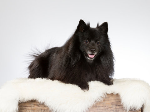 Mittelspitz dog portrait. Image taken in a studio with white background.