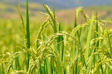 rice field or paddy field