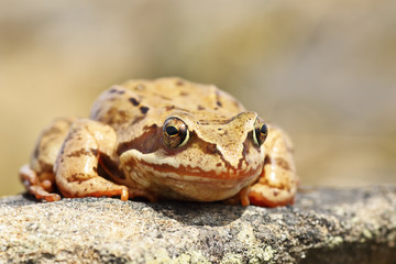 closeup of european common frog