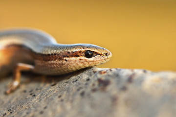 closeup of juniper skink