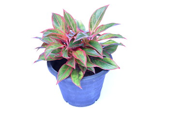 green house plant isolated on white background