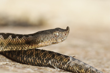 closeup of juvenile venomous european viper