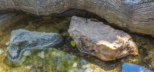 Natural elements in a micro habitat for background use image with copy space