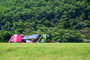 camping tent on the green grass around with green forest.