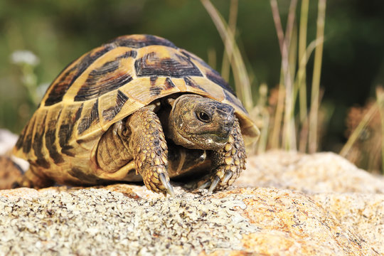 common turtoise in natural habitat