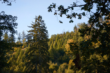 Big conifer tree in the mixed forest, autumn season