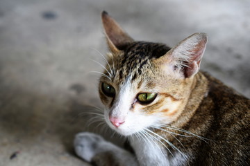 cat sitting on the floor and looking to the camera