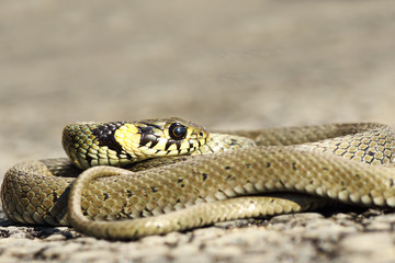curled grass snake