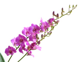 pink orchids flower  bouquet isolated on white background