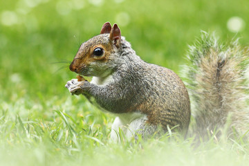 cute grey squirrel in the grass