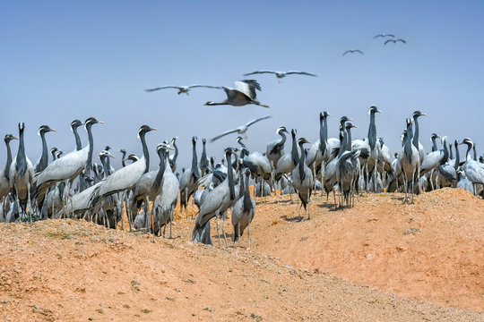 Demoiselle cranes overwintering in Rajasthan - India