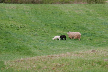 Naklejka na ściany i meble black and white sheeps in field