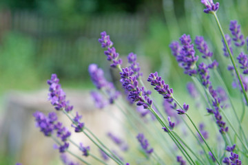 lavender on green background