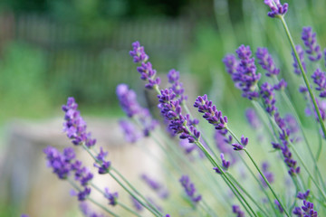 Obraz premium lavender on green background