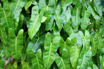 close up tropical nature green leaf texture background