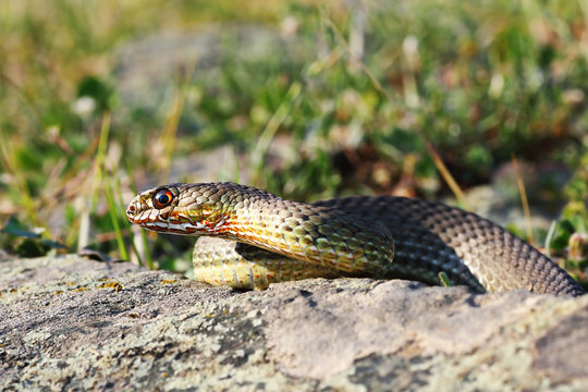 eastern montpellier snake in natural habitat