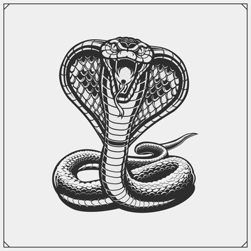 The emblem with king cobra for a sport team.