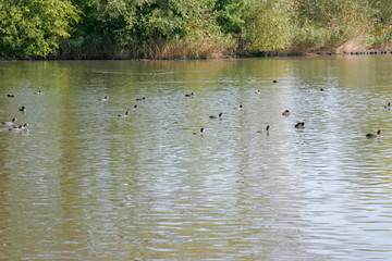 ducks in the lake