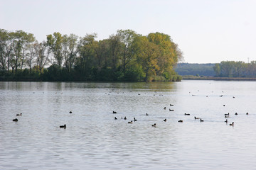 birds on the lake